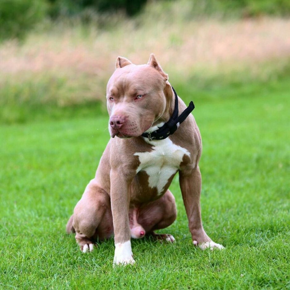 Американский булли покет черный