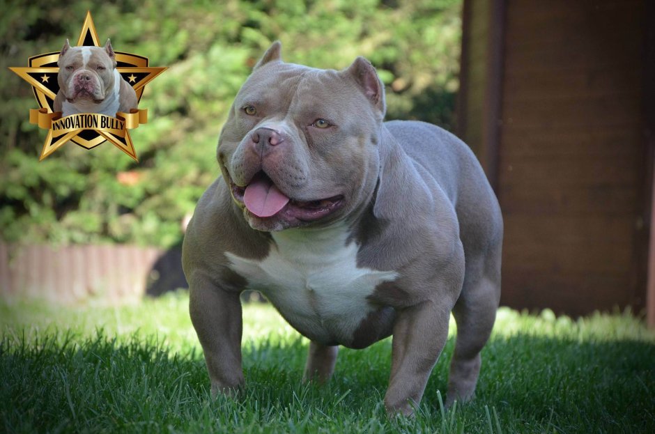 Порода собак булли