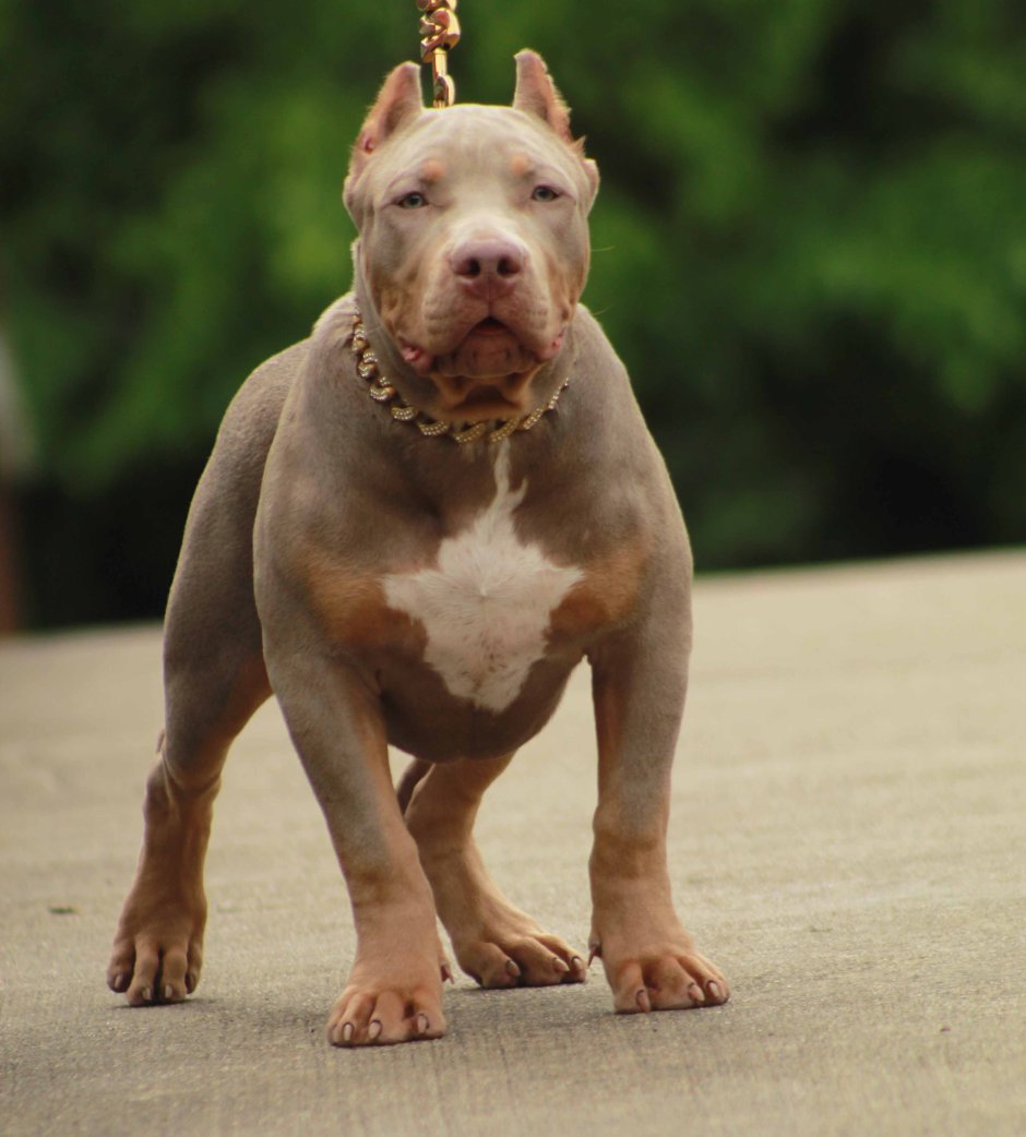 Американский булли злой