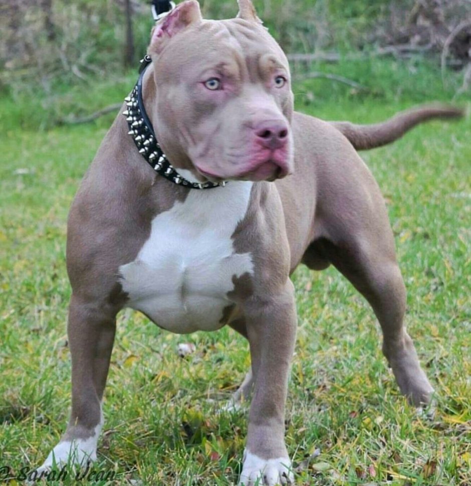 Американский булли лиловый окрас