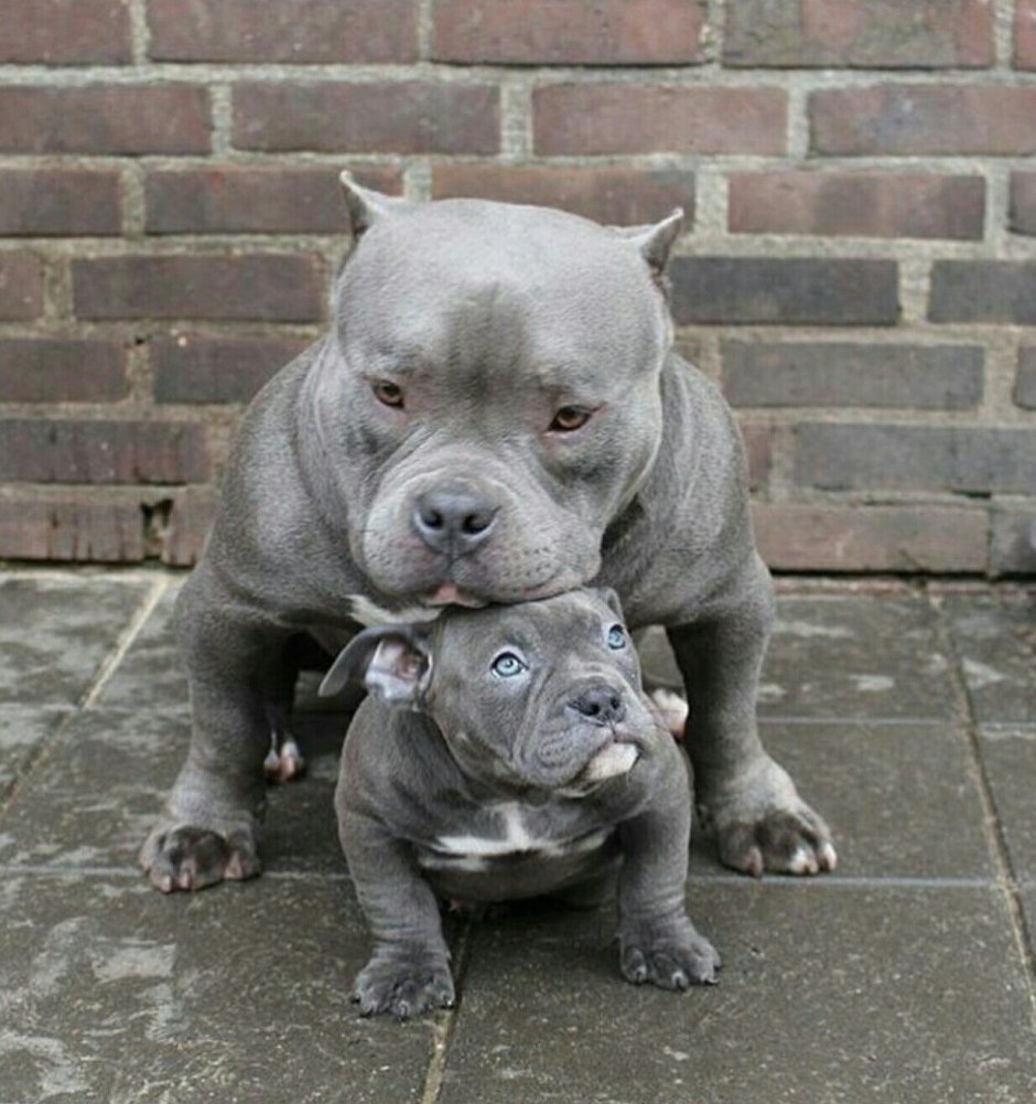 Стаффордширский терьер опасная порода