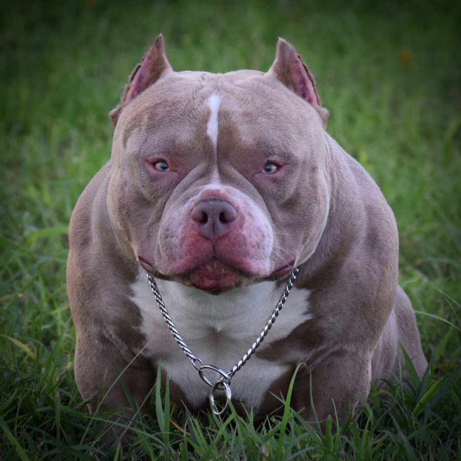 Стаффордширский терьер тигровый