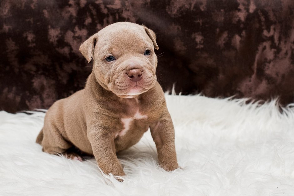 Булли шоколадный Мерль