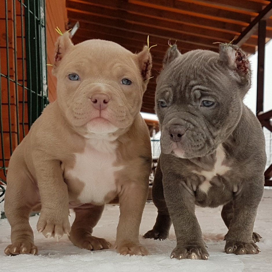 Лиловый булли