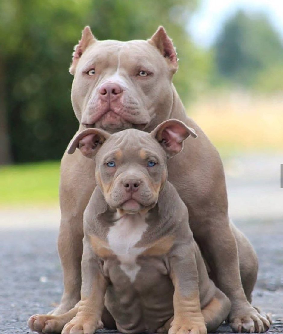 Булли палевый