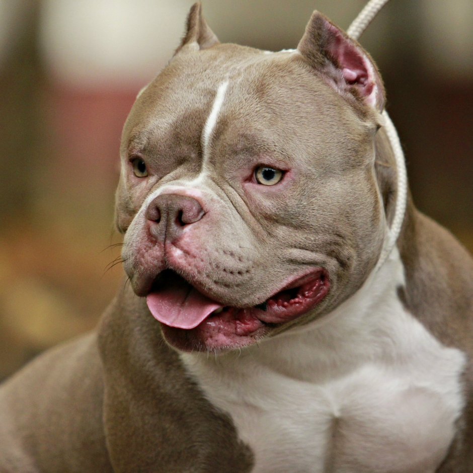 Американский булли морда
