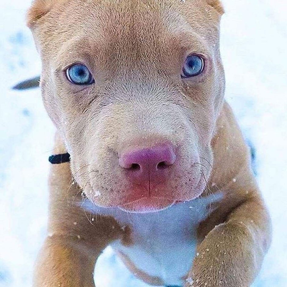 Стаффордширский питбультерьер