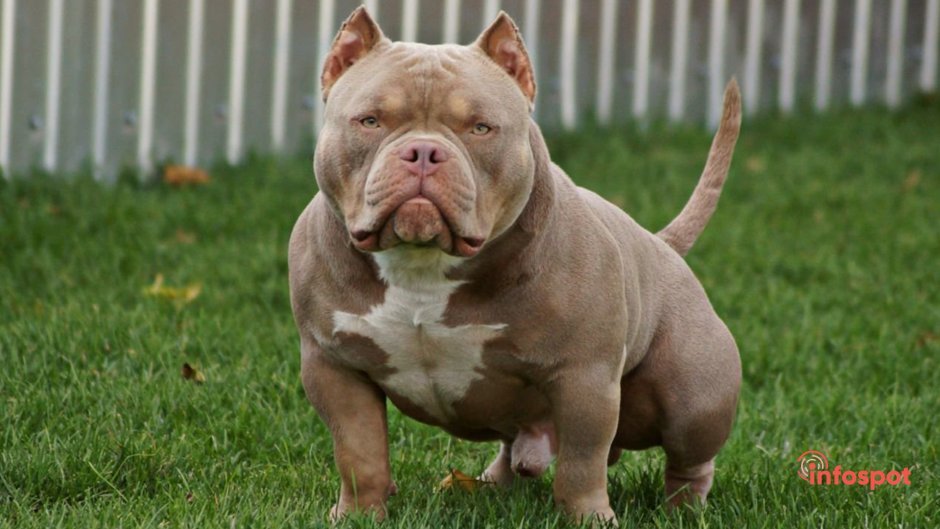 Булли экзот