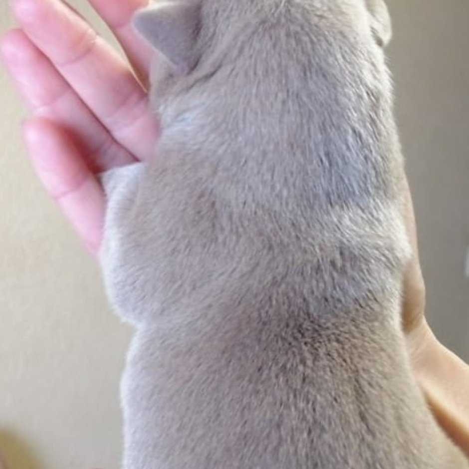 Американский буллинг покет