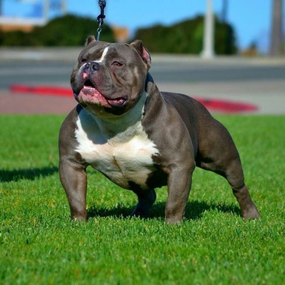 Булли терьер