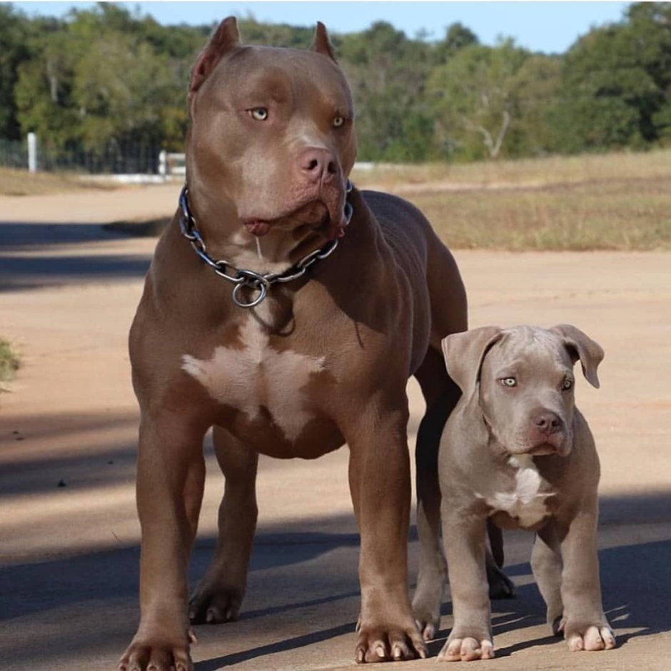 Бультерьер злой офник