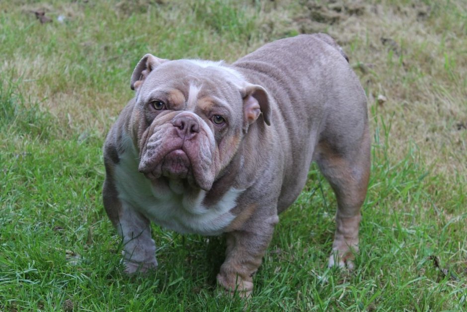 Палевый стаффордширский терьер