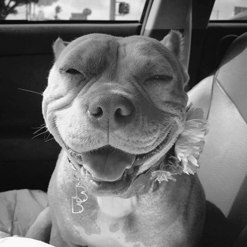 Стафф терьер голубой