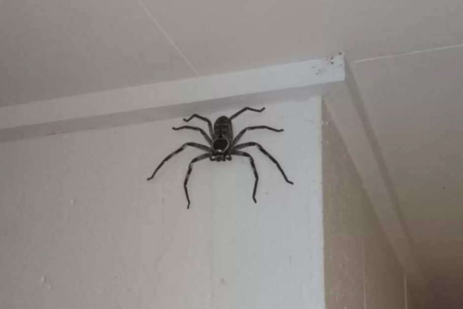 Паук черный домашний маленький