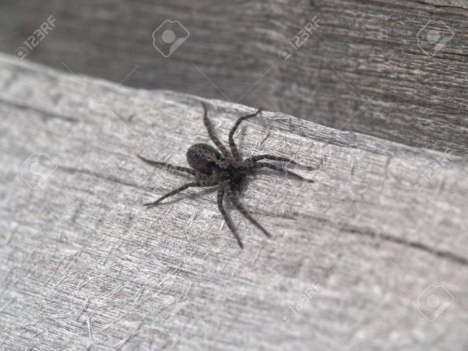 Паук Badumna insignis