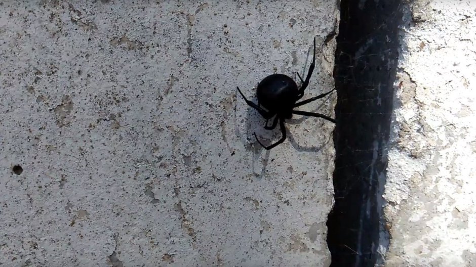 Паук Araña araignee Ragno