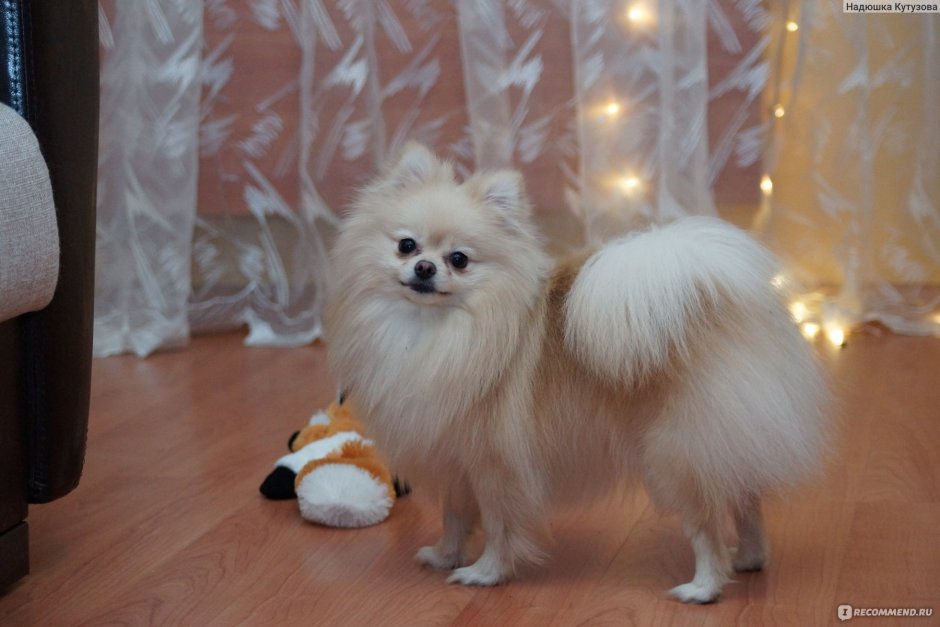 Шпиц маленький белый