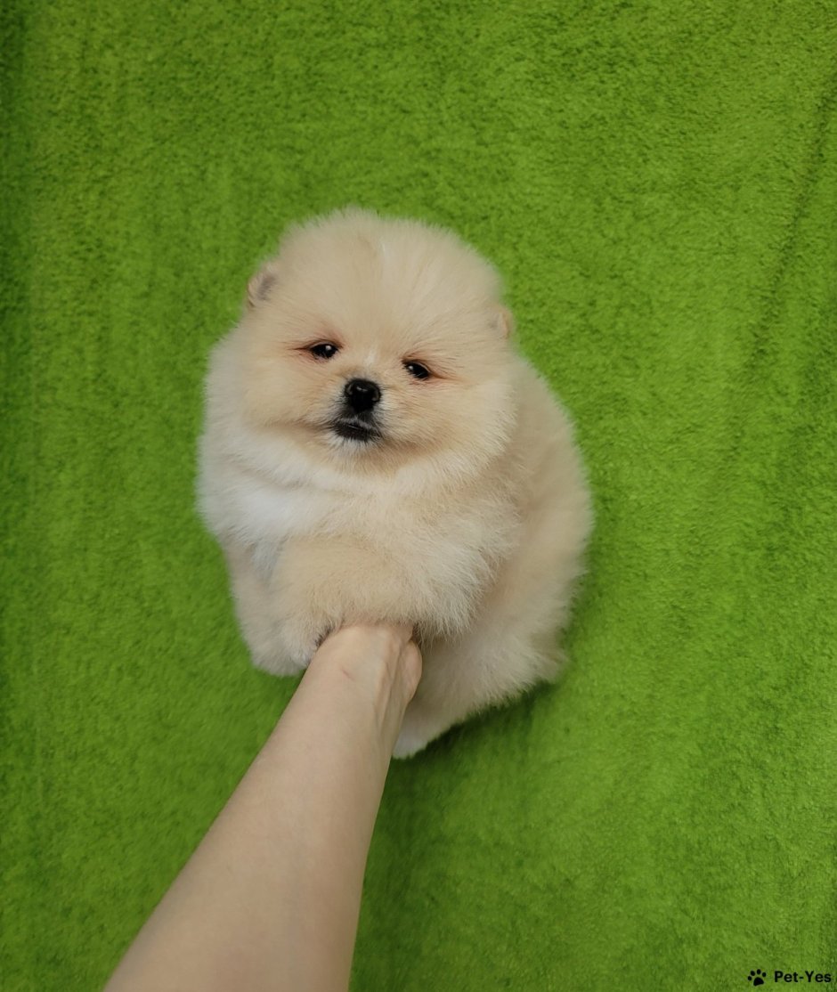 Покажи собаку шпиц игрушку