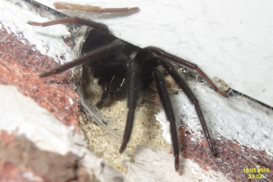 Когтевидные челюсти пауков называются