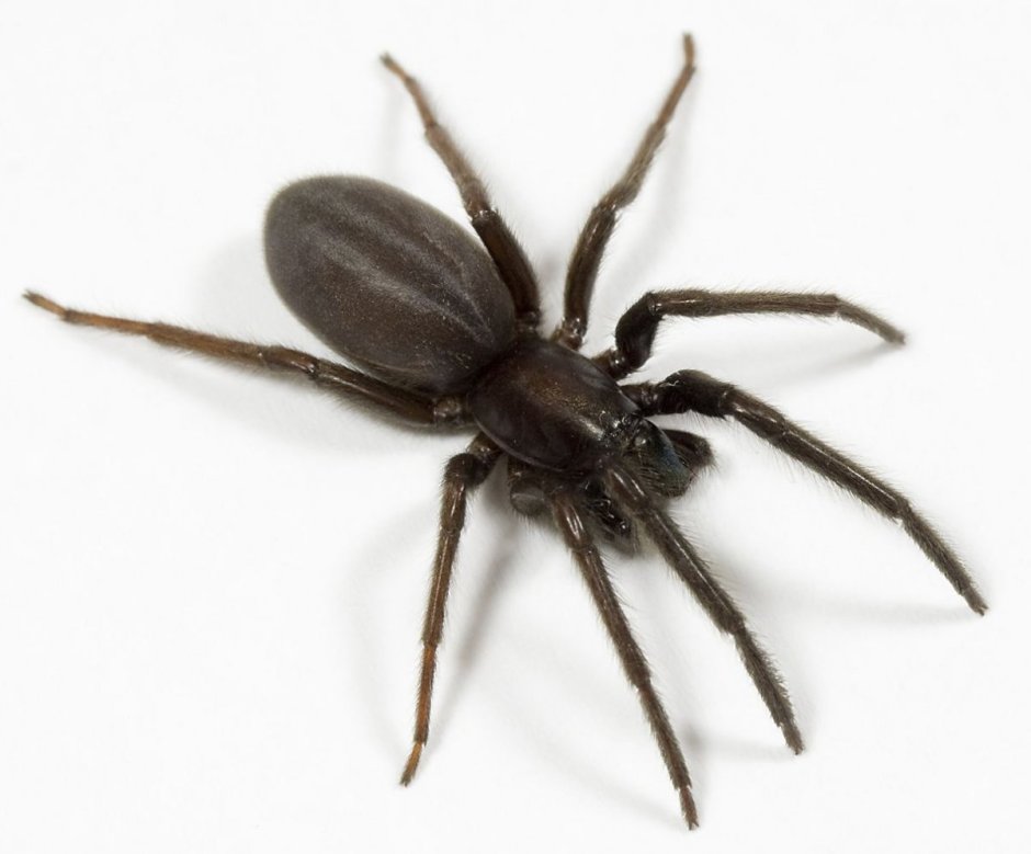 Сегестрия паук