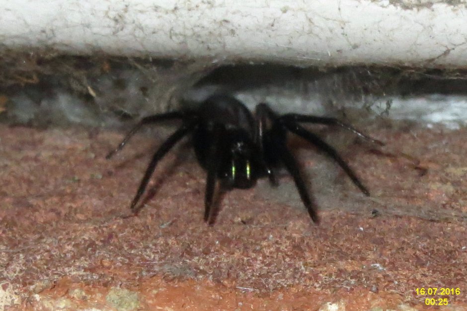 Паук Домовой воронковый