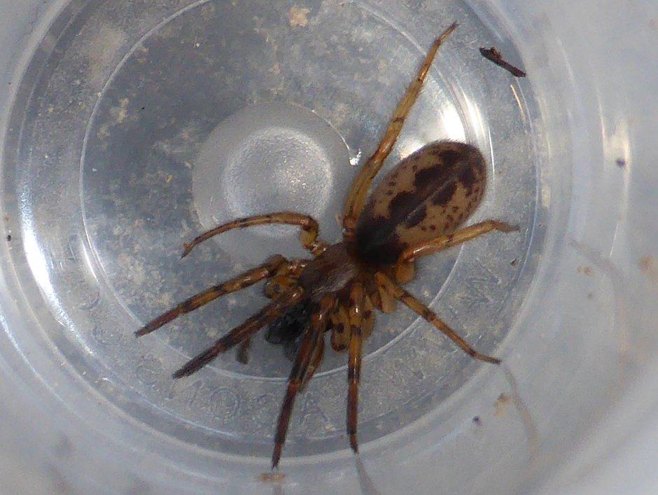 Сегестрия флорентийская паук