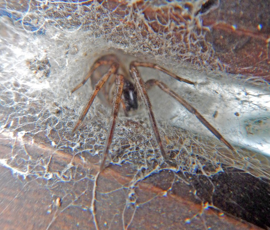 Segestria senoculata паук