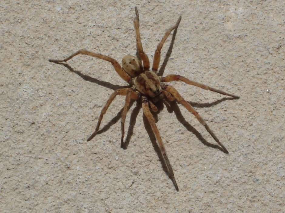 Астраханский паук Южнорусский Тарантул