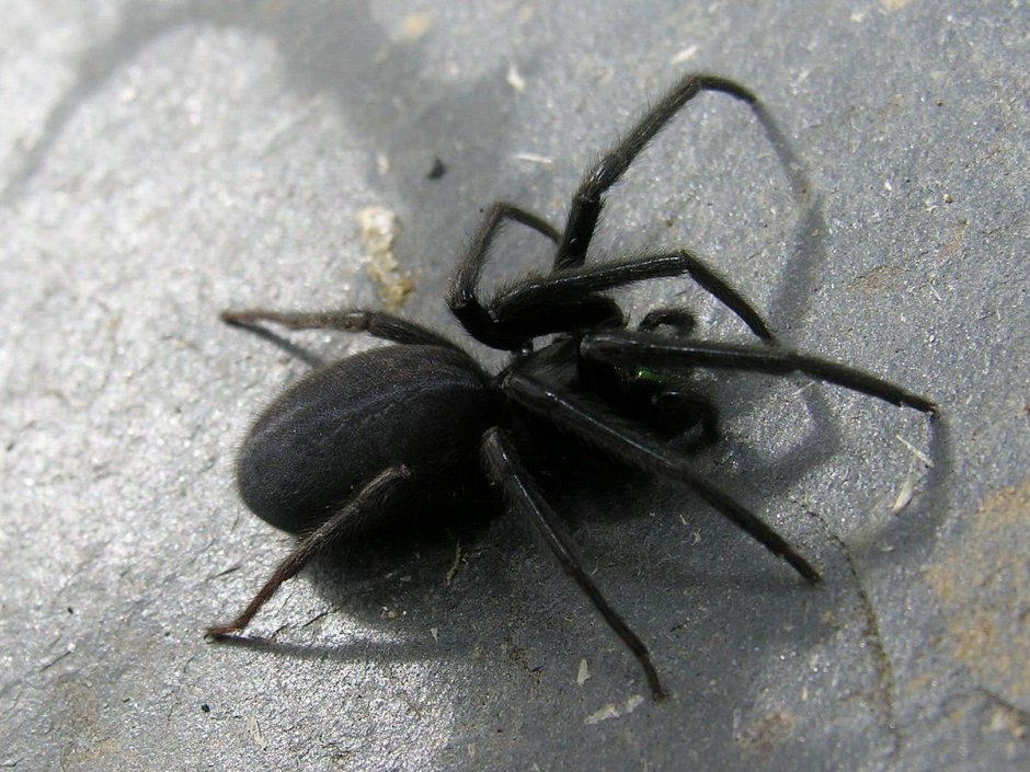 Segestria Florentina паук