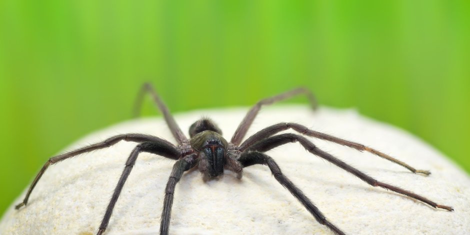 Segestria Florentina паук