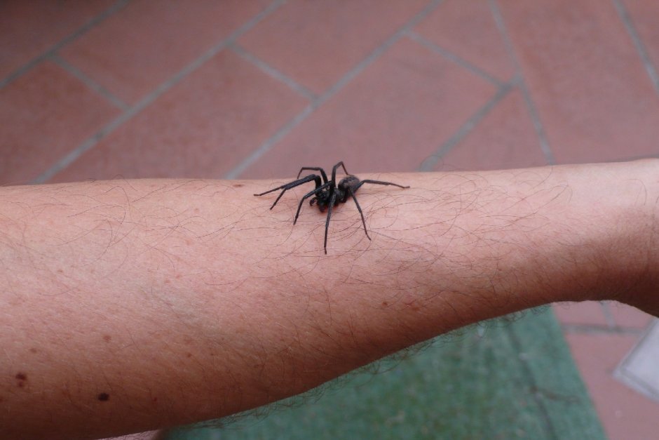 Паук птицеед альбинос