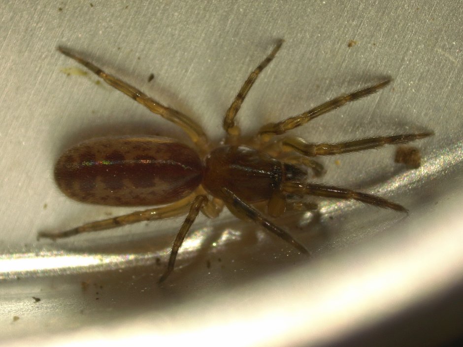 Астраханский паук Южнорусский Тарантул