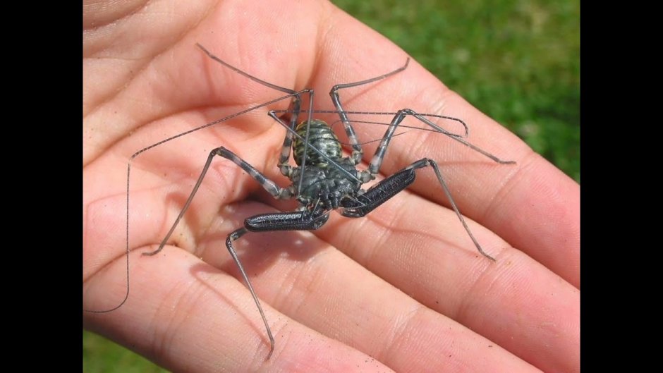 Ловчая сеть паука