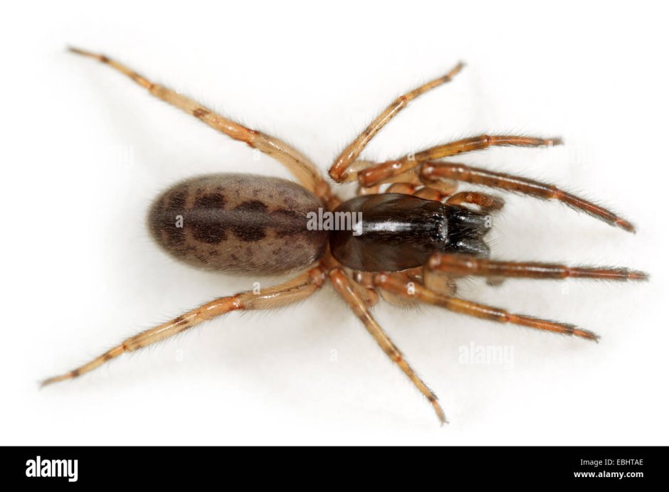 Южный Погребной паук