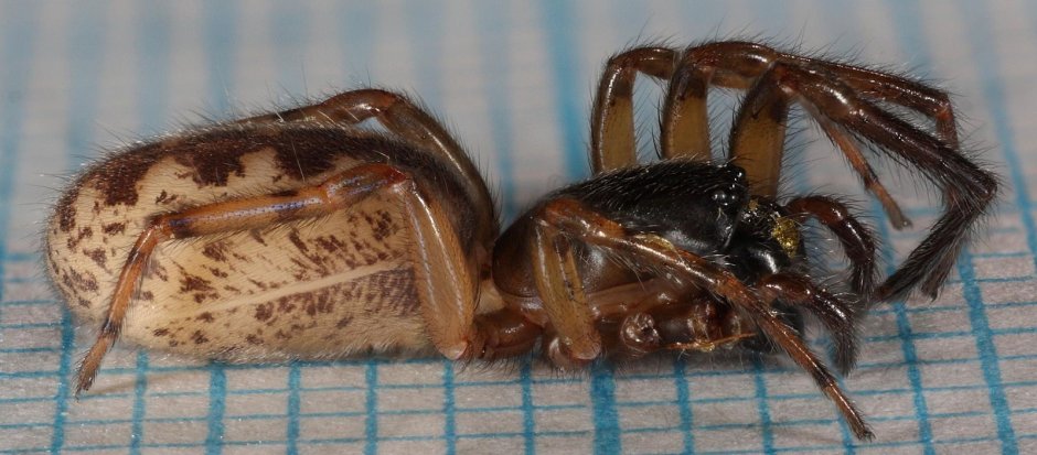 Дота 2 Broodmother