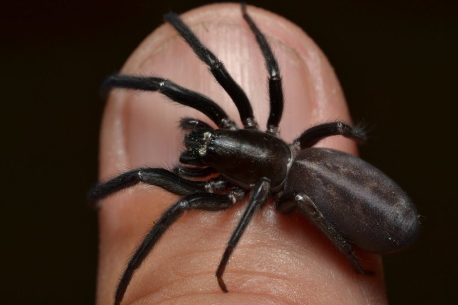 Пауки самые страшные и большие