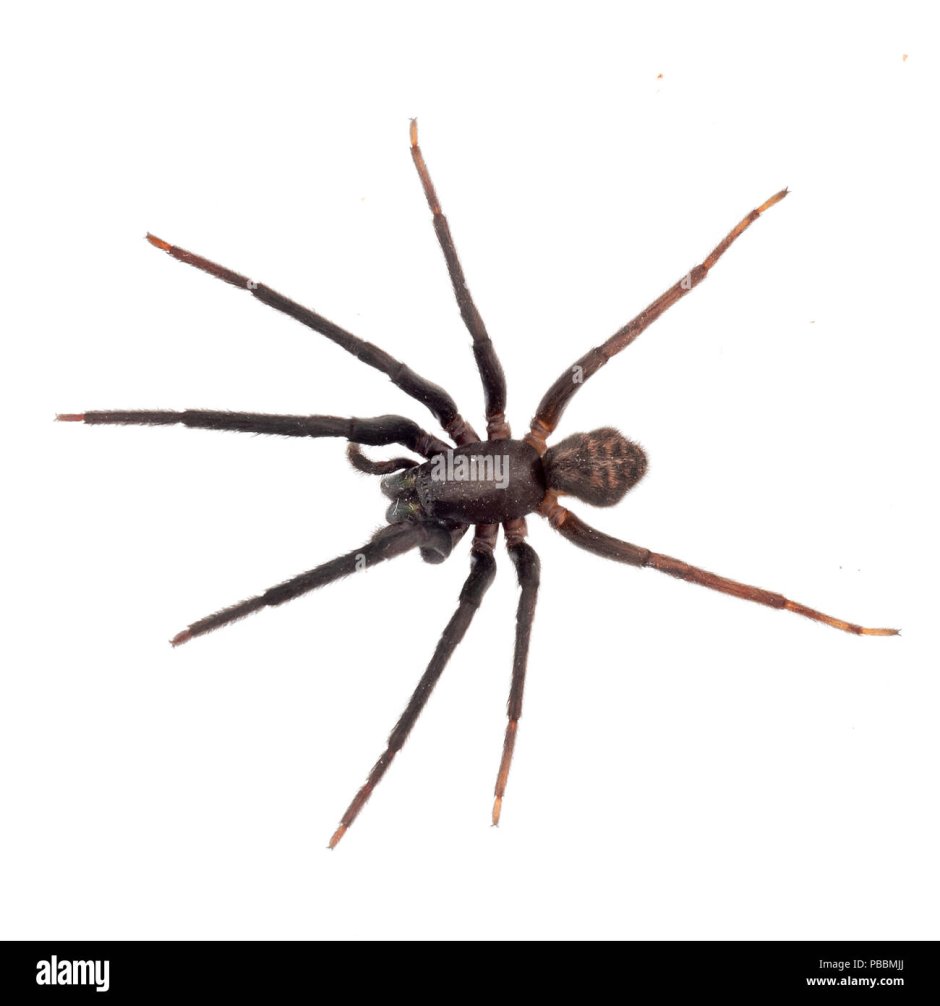 Паук рыболов