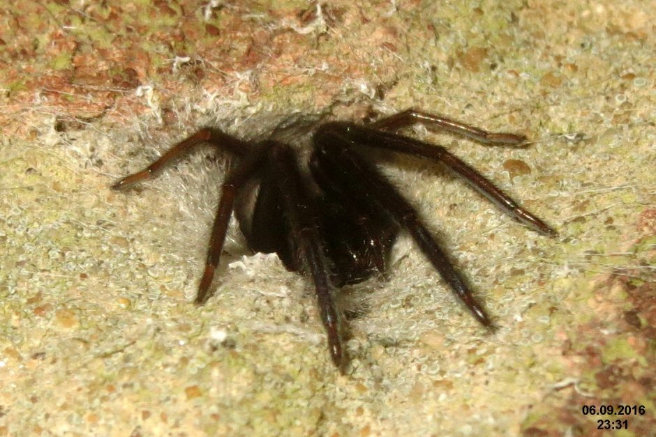 Паук-амаробиид (Amaurobius Ferox )