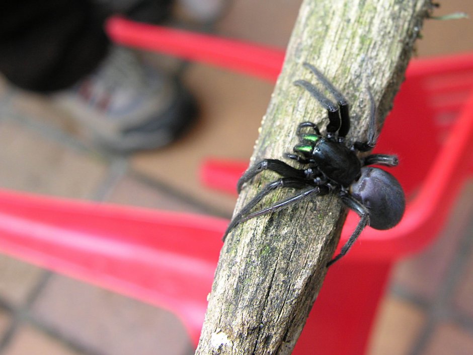 Паук Тарантул Крымский