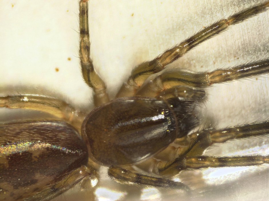 Spinne на немецком