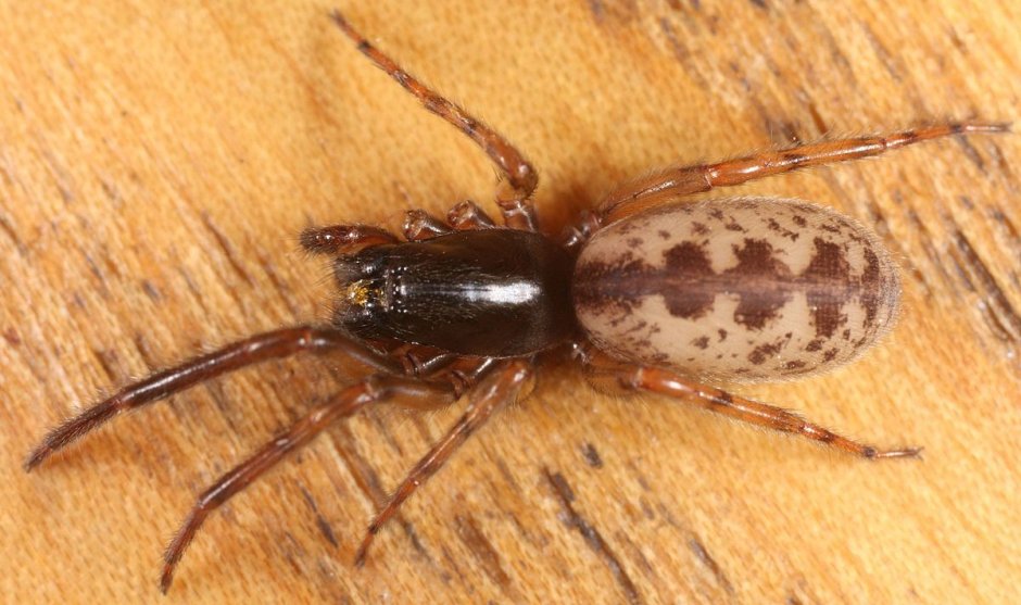 Опасен ли паук сенокосец