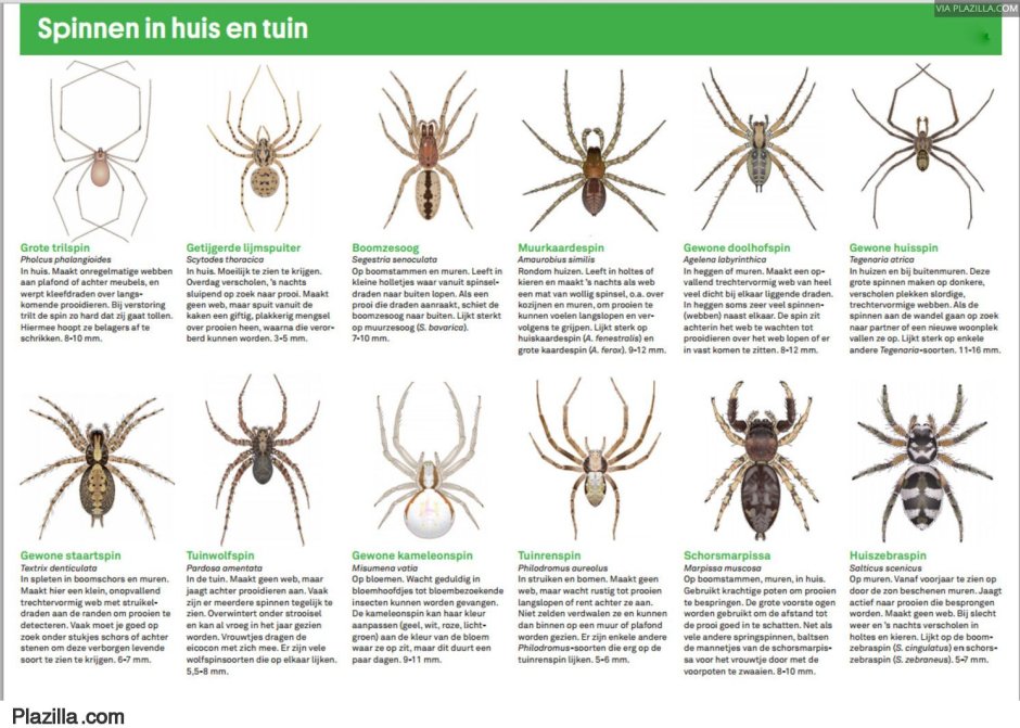 Весьма похож на Segestria Florentina. Хелицеры о дичают зелёным?