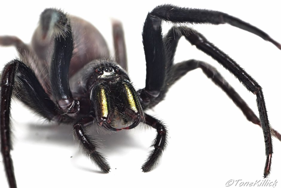 Сегестрия паук