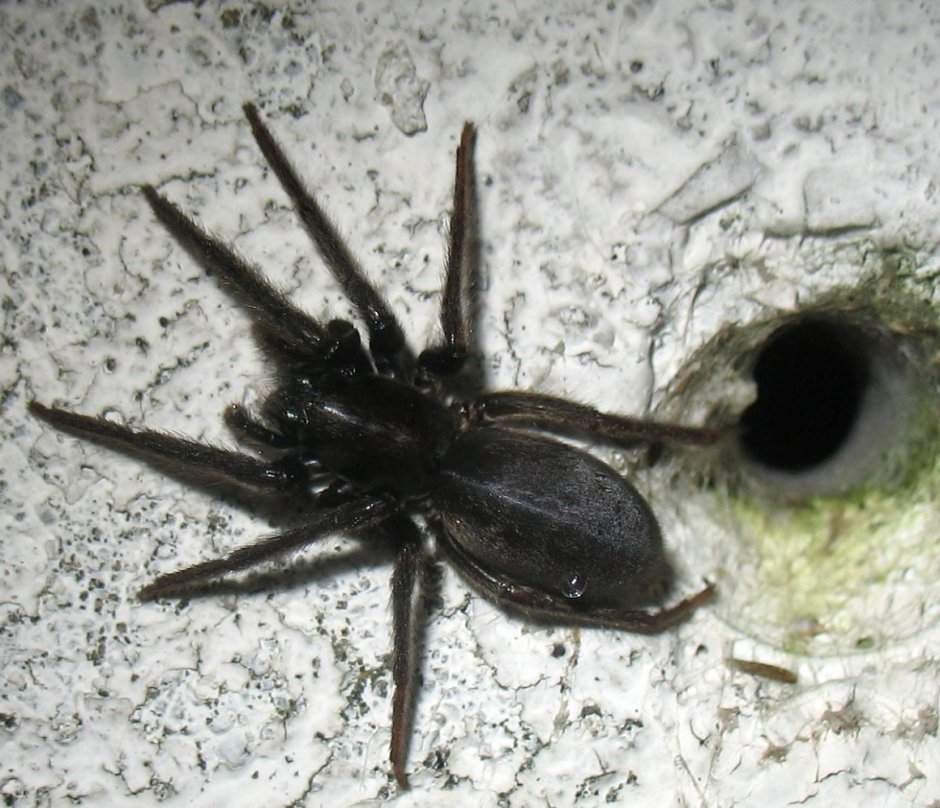 Сердце паука