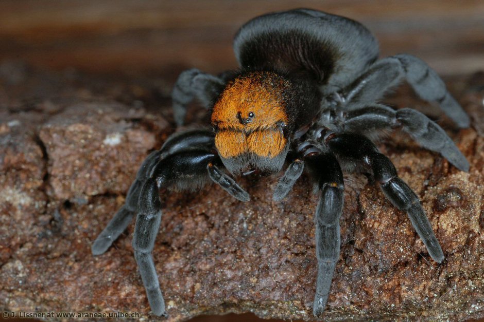 Сегестрия паук черный