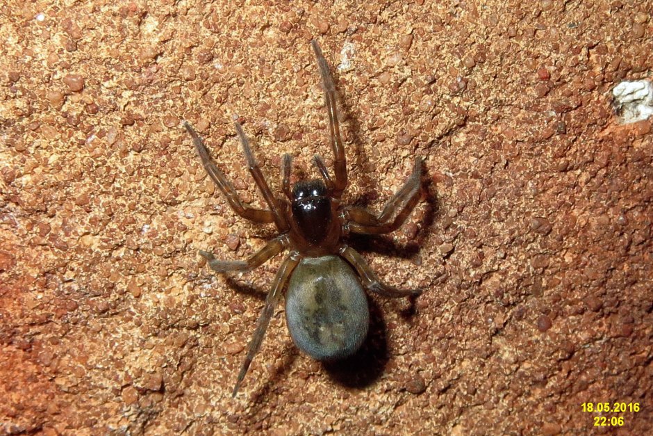 Погребальные пауки