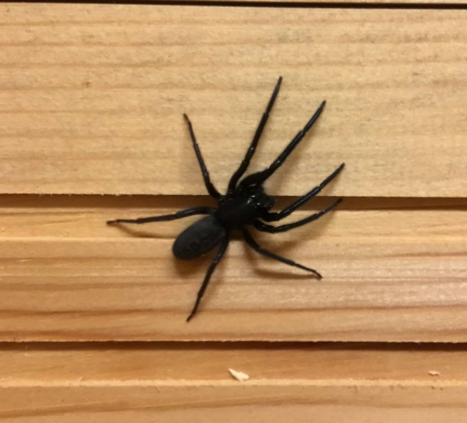 Арагог паук Австралия