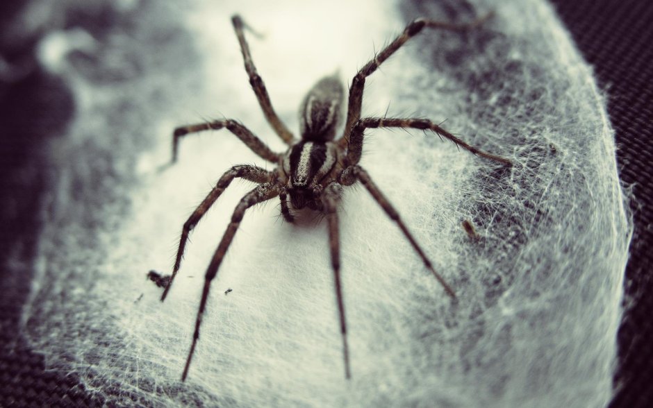 Погребной паук