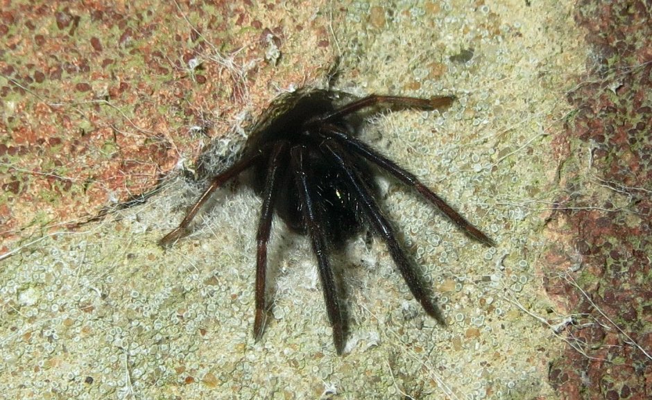 Большой черный паук в подвале