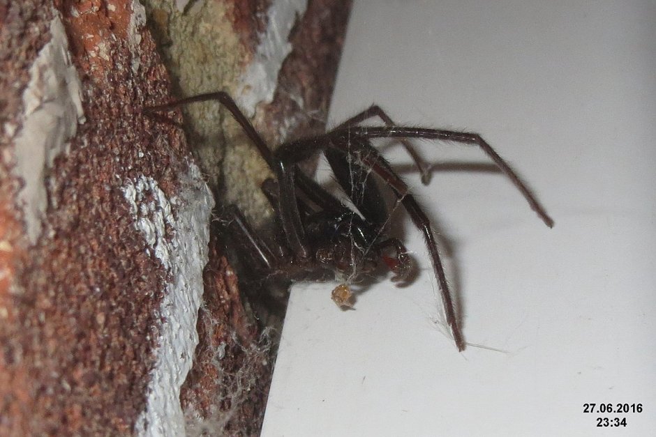 Аватар с мухой